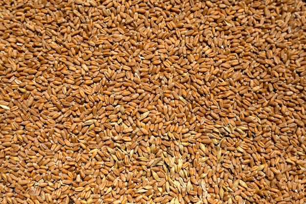 Photo grains of wheat after the harvest, scattered