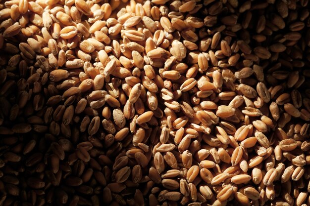 Grains of wheat close-up with sun light effect