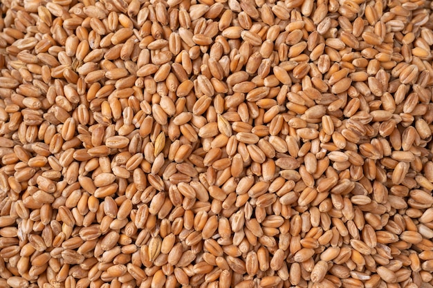 Grains of wheat in closeup view perfect agriculture texture image, top view macro close up