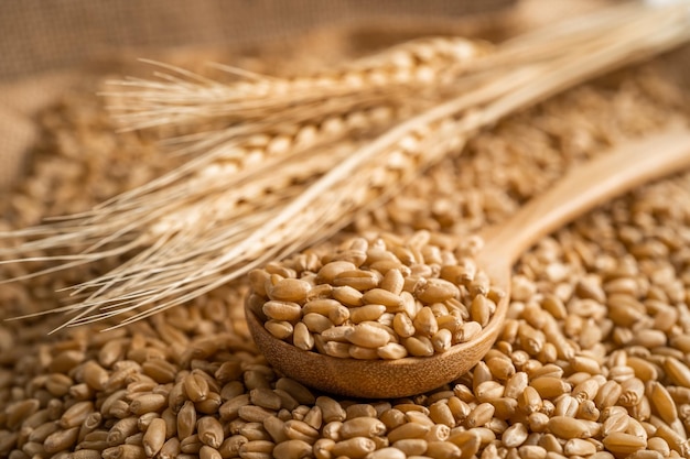 Grains and wheat ears from organic agriculture farm