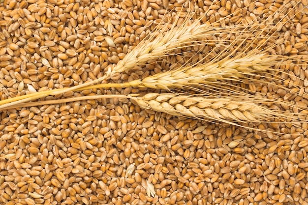 Grains of wheat and wheat spikelets