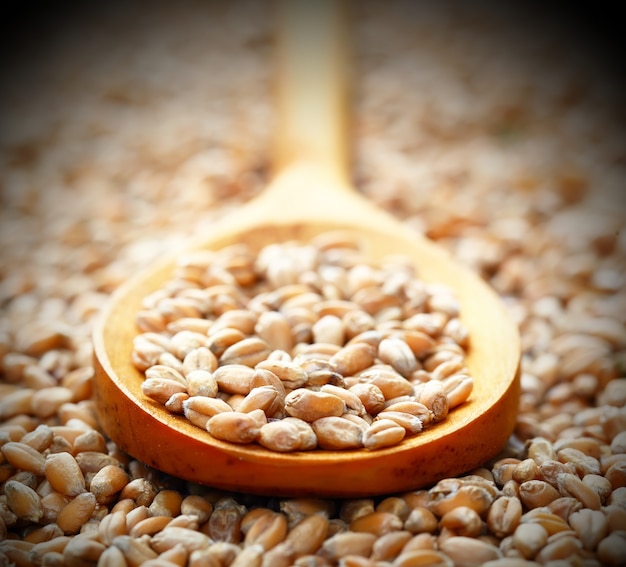 Grains of wheat on a wooden spoon