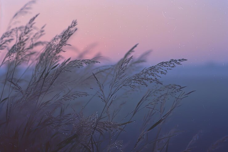 Photo grainy blurry photograph capturing dusk grasses in soft pastel hues reminiscent
