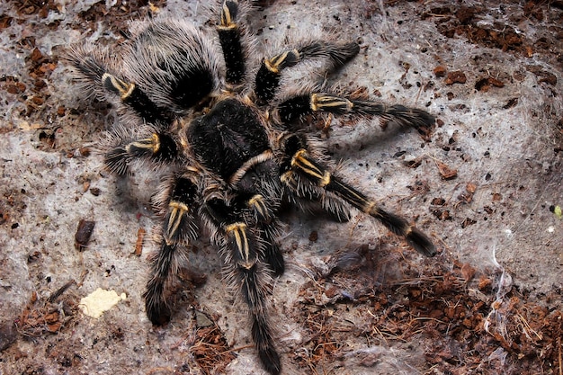 Photo grammostola pulchripes tarantula on the ground