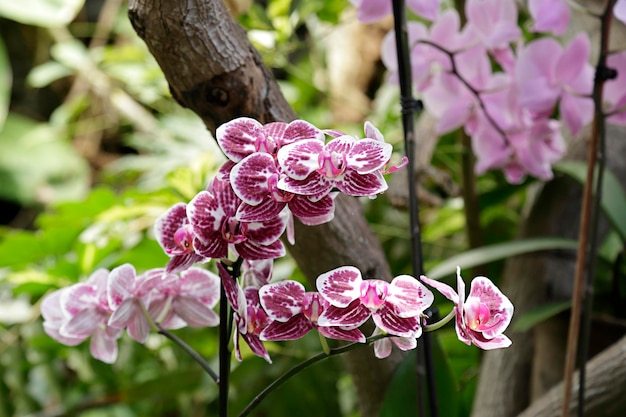 Granaat en witte orchideeën in een kas