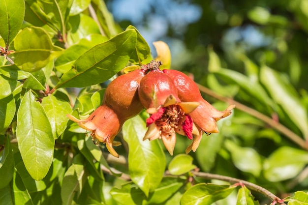 Granaatappel bloem