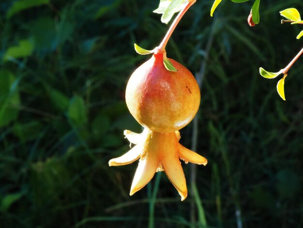 Granaatappel fruit