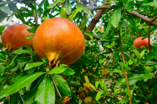 Granaatappel hangend aan de tak van de granaatappelfruitboom