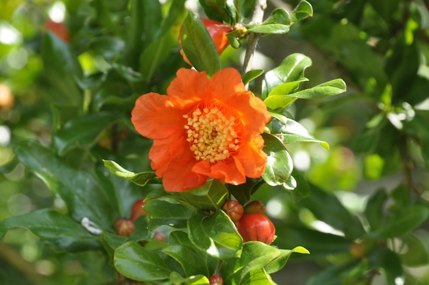 Foto granaatappelbloesem in een tuin