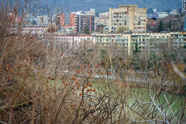 Granaatappelboom met fruit, op straat in Tbilisi.