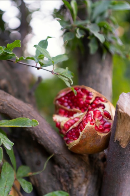 Granaatappelfruit geopend gebroken op een boom mooi rijp heerlijk vers fruit in de tuin levensstijl