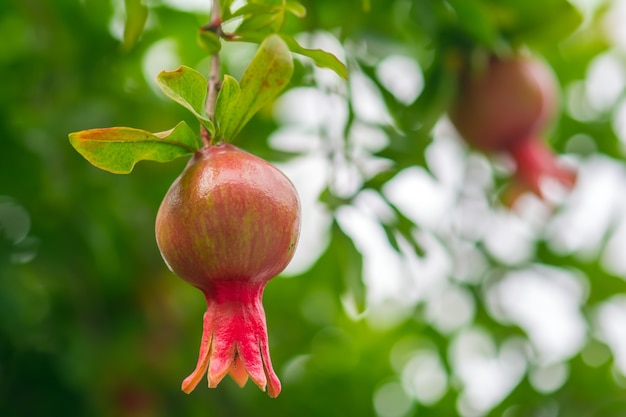 Granaatappelfruitbloem in tuin