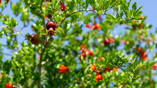 Granaatappelplanten met veel fruit