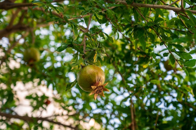 Granaatappelvruchten op een granaatappelboom in een tuingranaatappelproductie of landbouwconcept