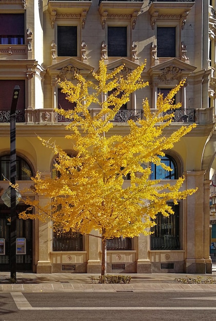 Photo granada spain december 14 2017 view of a yellow tree in granada city