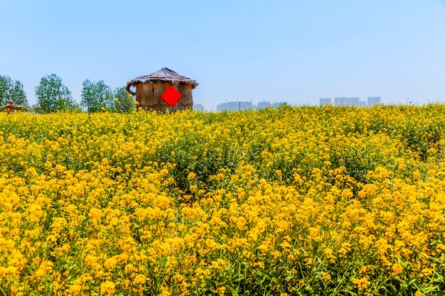 菜の花畑のグラナリー