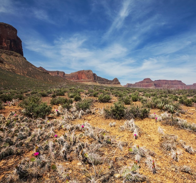 Grand Canyon