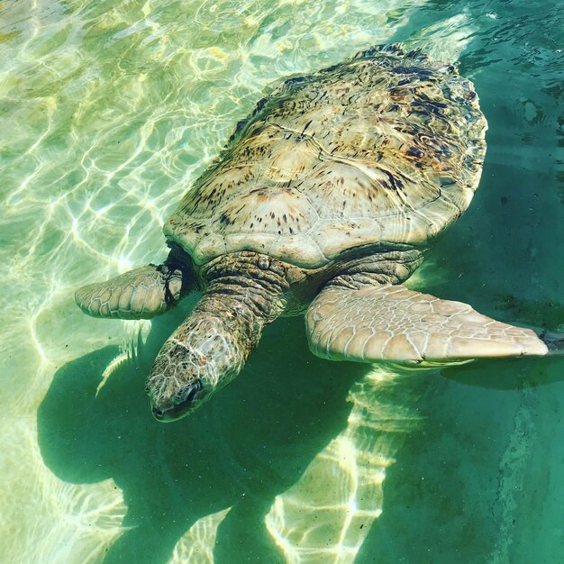 Foto grand cayman schildpad centrum