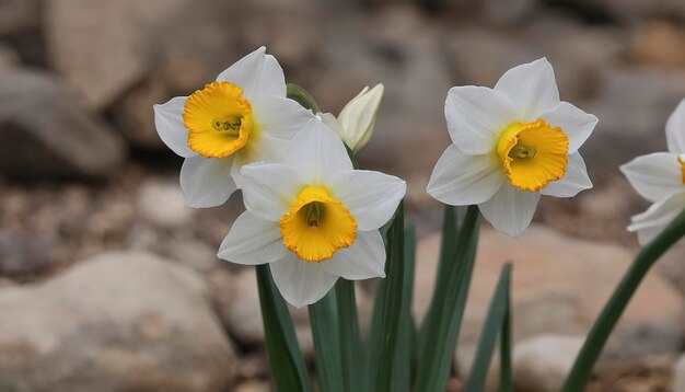 Photo grandalla narcissus poeticussymbolic flower of andorra