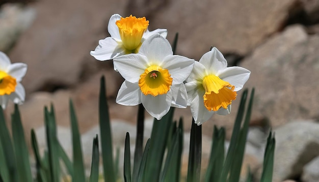 Photo grandalla narcissus poeticussymbolic flower of andorra