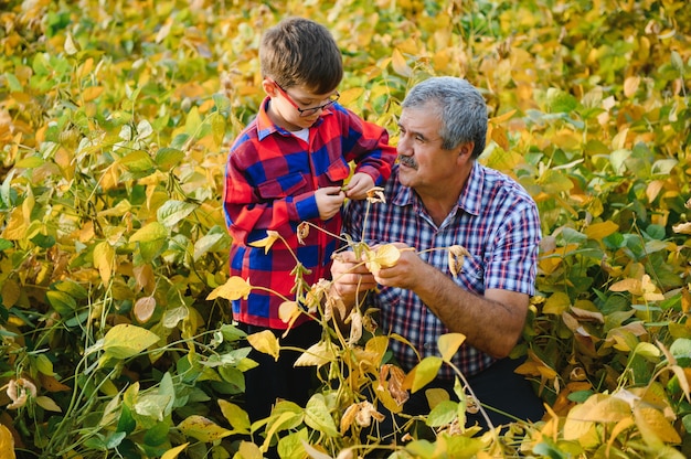 祖父と孫が大豆の収穫をチェックします。人、農業、農業の概念。