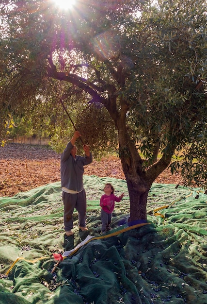 Foto un nonno e una nipotina raccolgono olive in un uliveto in grecia