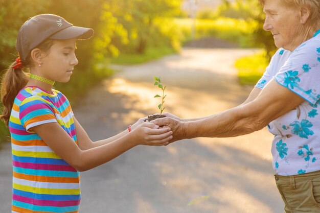 Grandmother and child hold a tree sprout in their hands selective focus