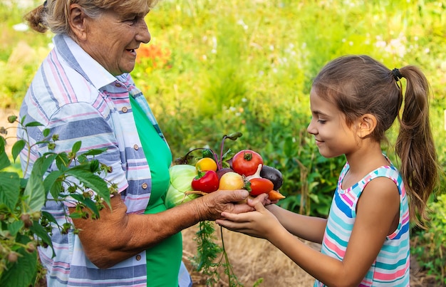 Grandmother in the garden with a child and a harvest of vegetables. Selective focus.