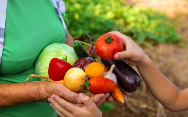 Grandmother in the garden with a child and a harvest of vegetables. Selective focus.