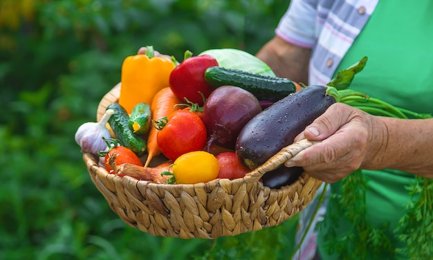 Grandmother in the garden with a harvest of vegetables. Selective focus.