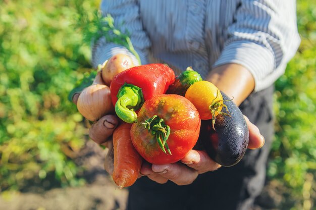 Grandmother in the garden with vegetables in her hands. 