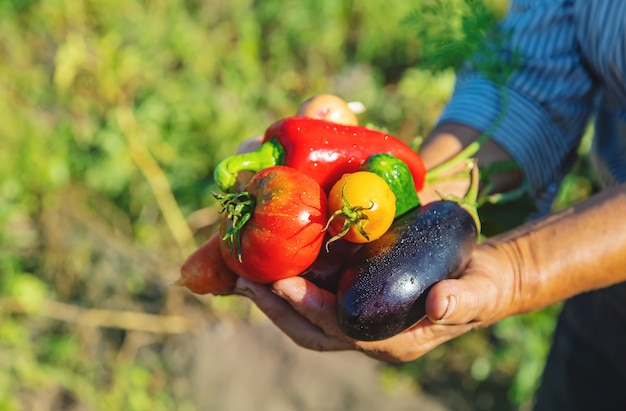 Grandmother in the garden with vegetables in her hands. 