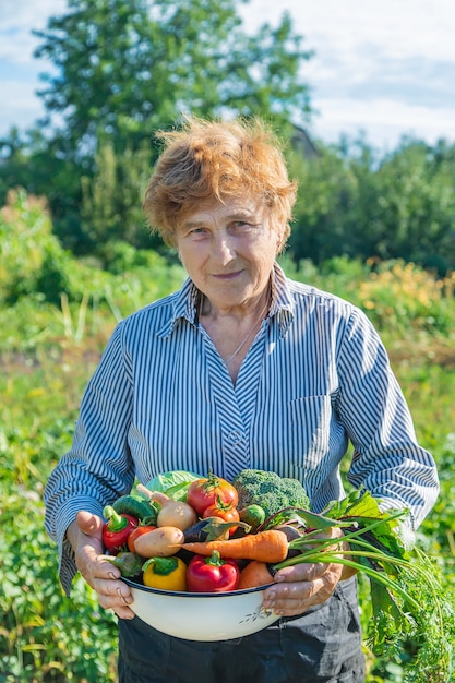 Grandmother in the garden with vegetables in their hands. 