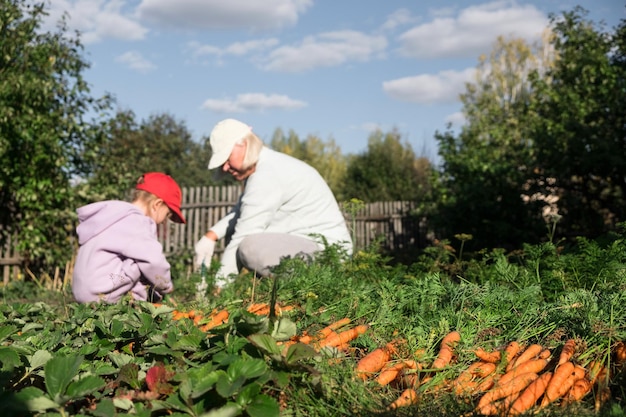 Foto nonna e nipote che raccolgono carote nel giardino nell'azienda agricola biologica del fine settimana di fine estate