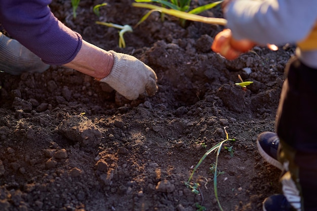 Grandmother and grandson are planting onions in the vegetable garden at sunset Spring work High quality photo