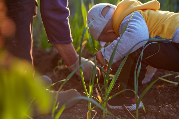 Grandmother and grandson are planting onions in the vegetable garden at sunset Spring work High quality photo