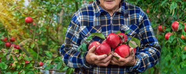 Grandmother harvests apples in the garden Selective focus