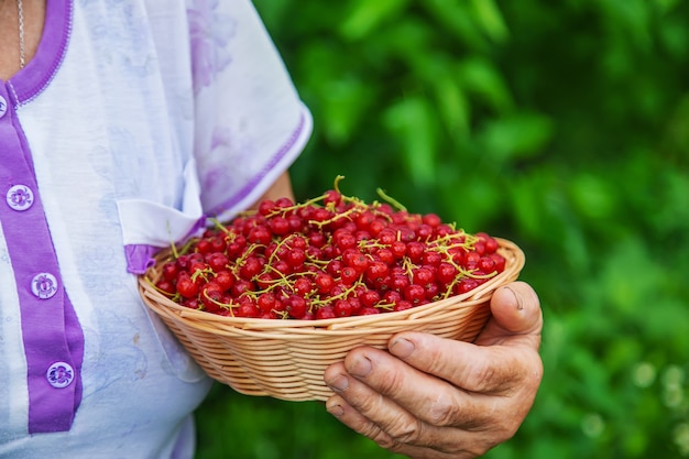 Grandmother harvests currants in the garden. Selective focus. Nature.