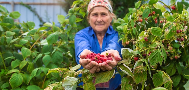 祖母は庭でラズベリーを収穫します セレクティブ フォーカス