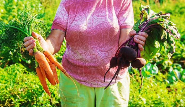 写真 庭の祖母は収穫を集めます。セレクティブフォーカス