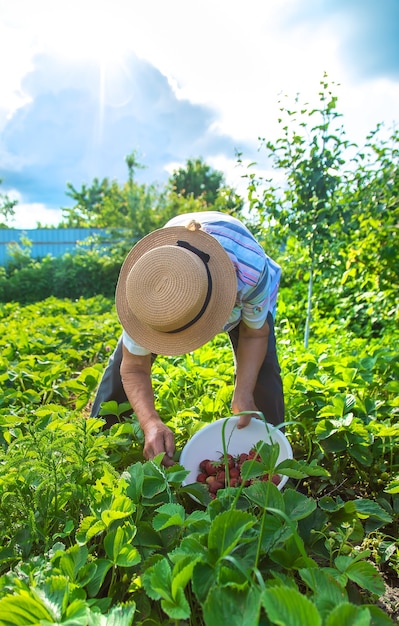 Grandmother picking strawberries in the garden. Nature.