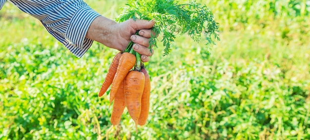 Grandmother with vegetables in her hand in the garden