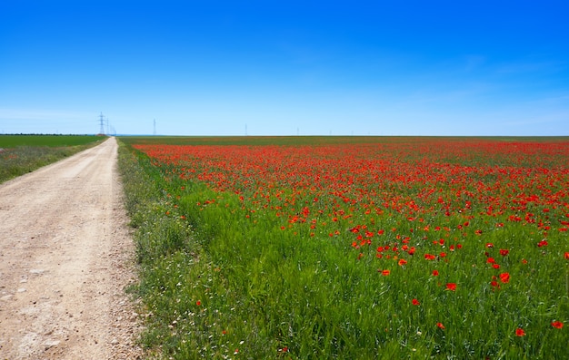 Granen veld weide in Castilië La Mancha