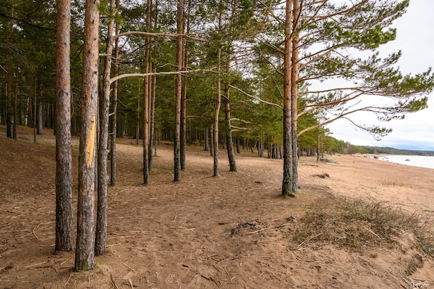 핀란드 만(Gulf of Finland)의 화강암 바위는 해변에 있는 흐린 우울한 날 소나무