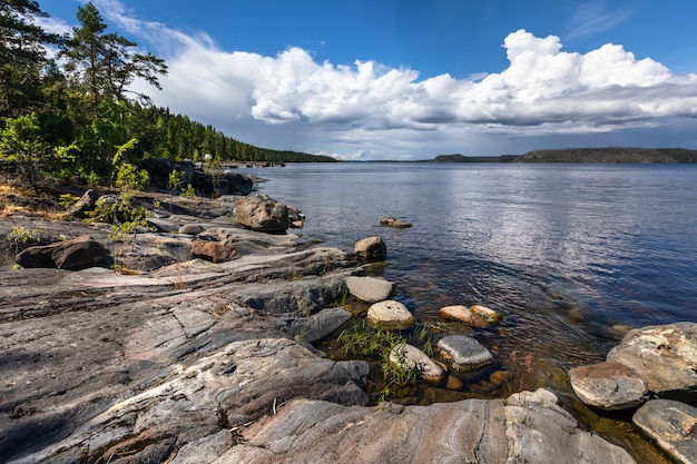 Granite rocky coast and pine tree forest