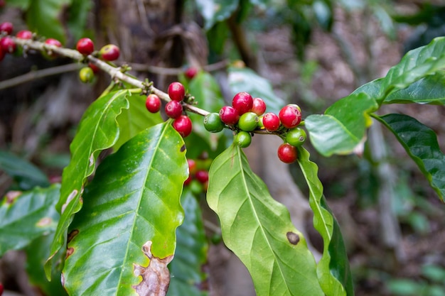 Granos de cafãƒâƒ© madurando en un ãƒâƒã‚â¡rbol, campos de jarabacoa, repãblica dominicana