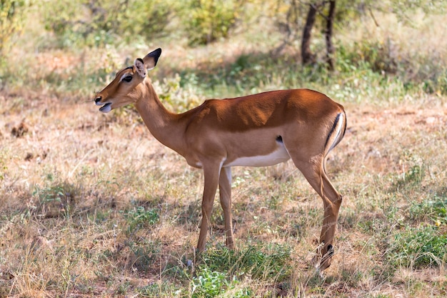 グラントガゼルはケニアのサバンナの広大さをかすめる