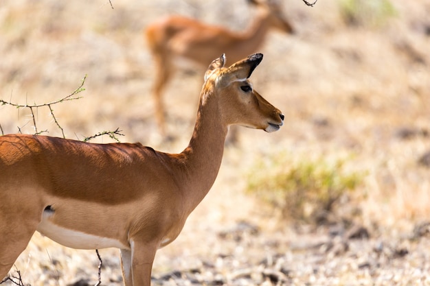 La gazzella di grant sfiora la vastità della savana del kenya