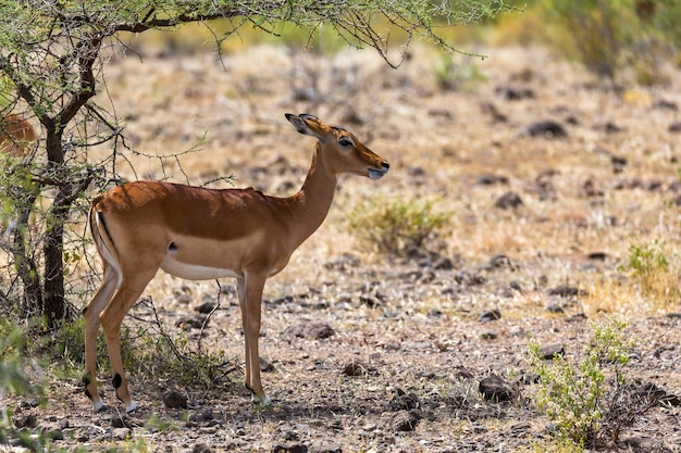 La grant gazelle pascola nella vastità della savana