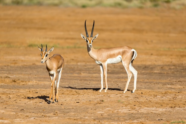 A Grant Gazelle in the savannah of Kenya